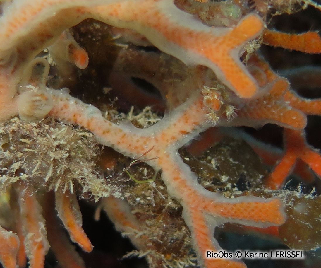 Eponge-voile - Halisarca harmelini - Karine LERISSEL - BioObs