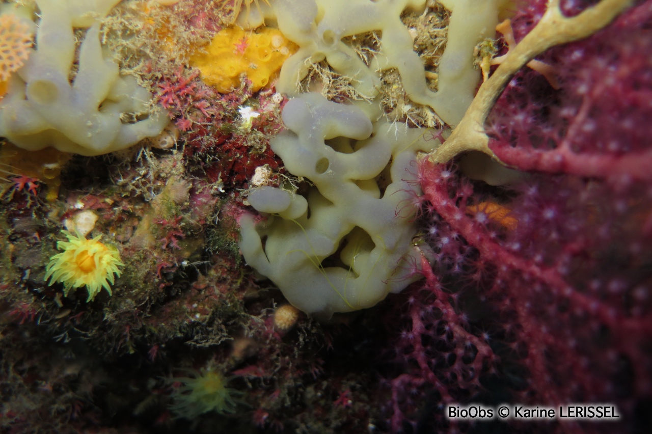 Oscarelle jaune-orange - Oscarella imperialis - Karine LERISSEL - BioObs
