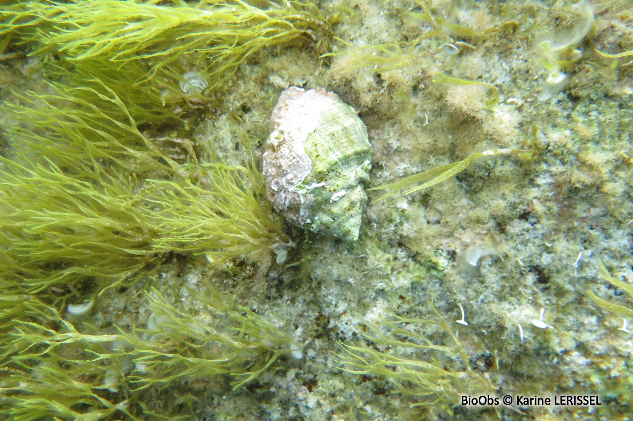 Bouche de sang - Stramonita haemastoma - Karine LERISSEL - BioObs