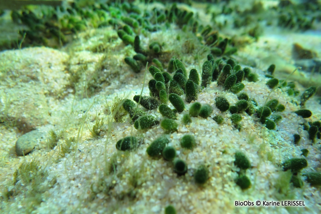 Algue à massues - Dasycladus vermicularis - Karine LERISSEL - BioObs