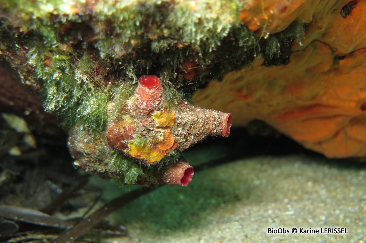 Violet de roche - Microcosmus polymorphus - Karine LERISSEL - BioObs