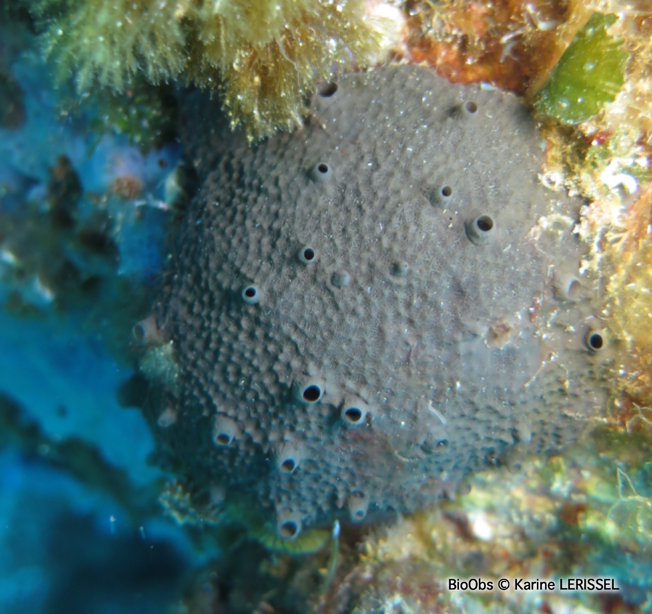 Eponge cornée noire - Scalarispongia scalaris - Karine LERISSEL - BioObs