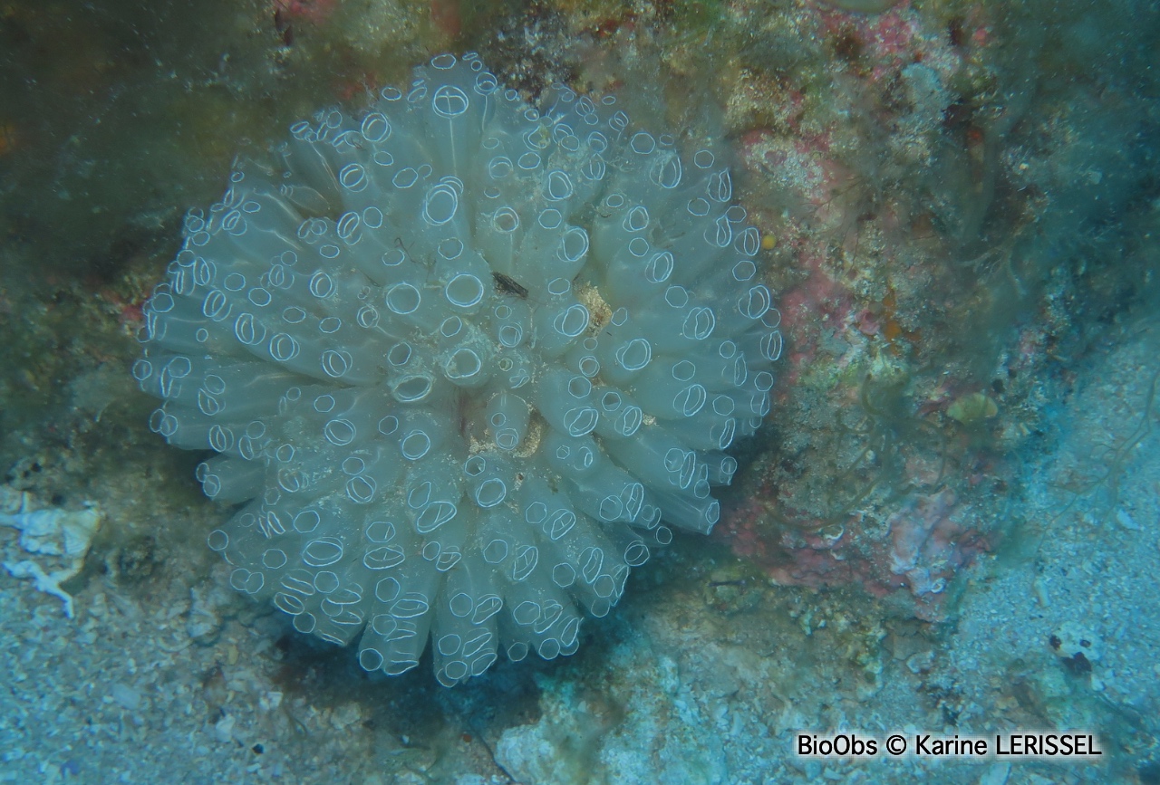 Diazone - Diazona violacea - Karine LERISSEL - BioObs