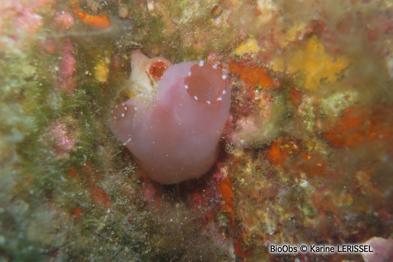 Ascidie rose - Ascidia mentula - Karine LERISSEL - BioObs