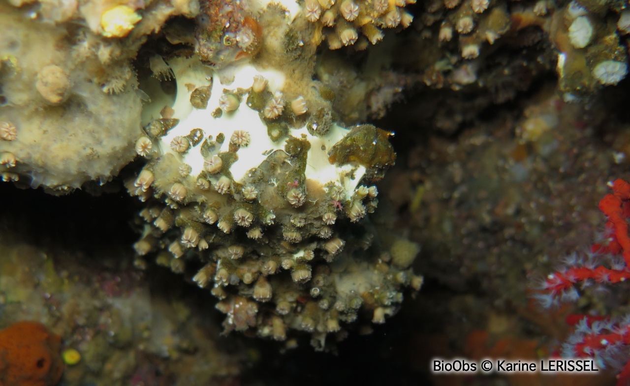 Corail nain - Hoplangia durotrix - Karine LERISSEL - BioObs