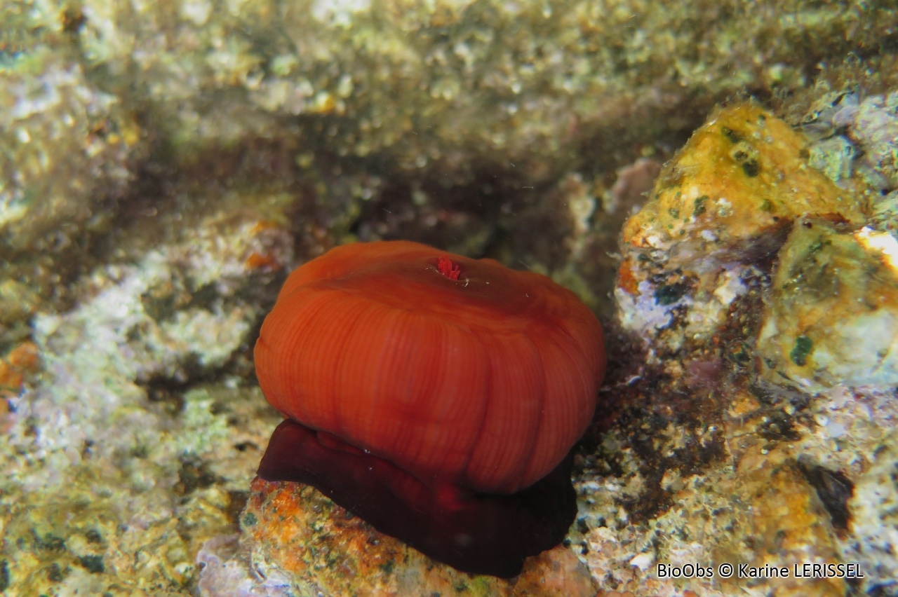 Tomate de mer de Méditerranée - Actinia mediterranea - Karine LERISSEL - BioObs