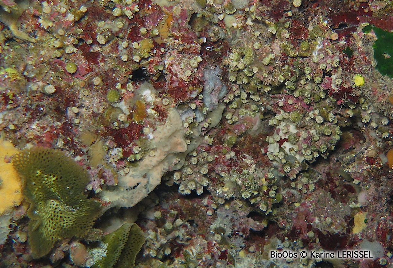 Corail nain - Hoplangia durotrix - Karine LERISSEL - BioObs