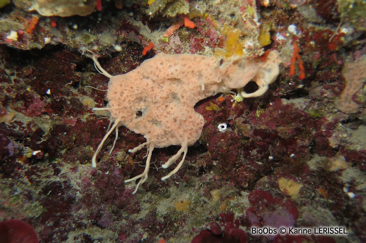Eponge baveuse à languettes - Haliclona mucosa - Karine LERISSEL - BioObs