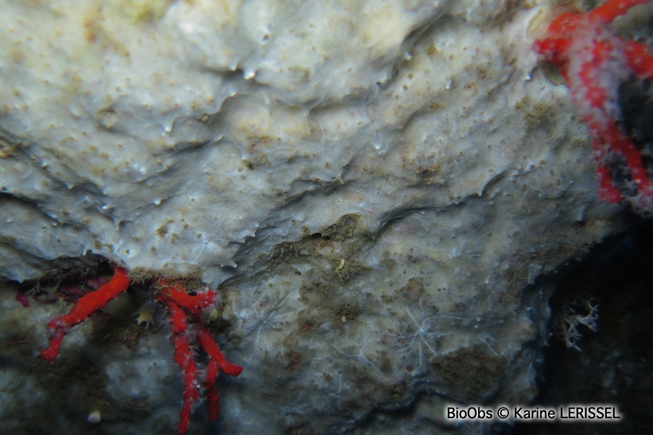 Eponge velours grise - Dendroxea lenis - Karine LERISSEL - BioObs