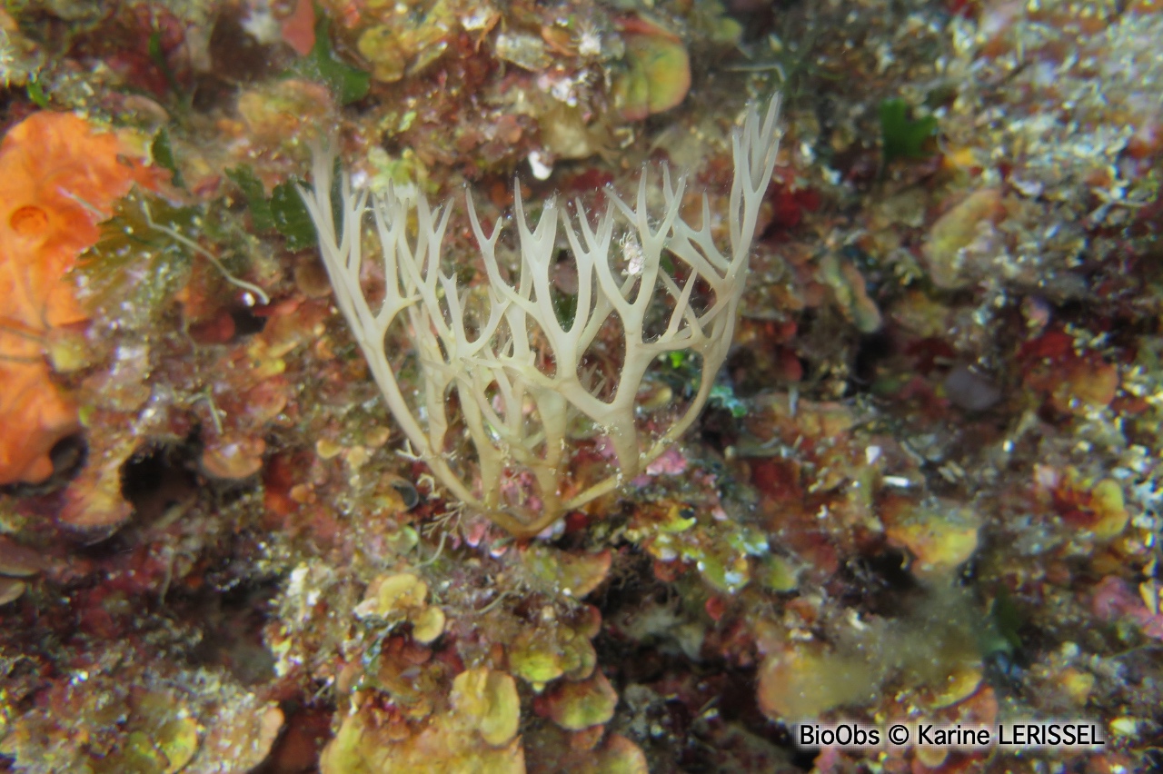 Algue branchue cartilagineuse - Chrysymenia ventricosa - Karine LERISSEL - BioObs