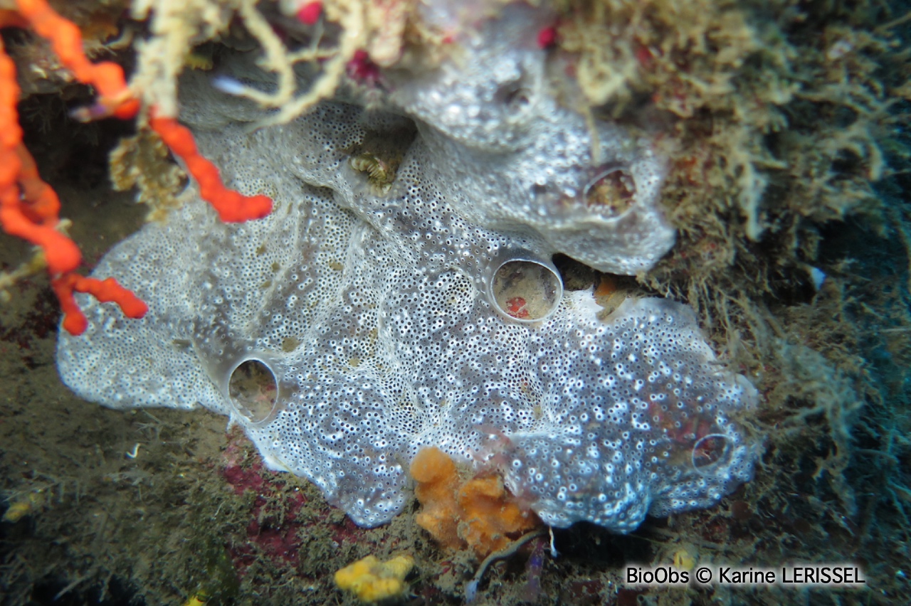 Didemne spongieux - Diplosoma spongiforme - Karine LERISSEL - BioObs