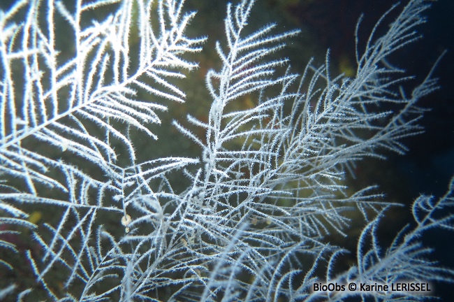 Corail noir de Méditerranée - Antipathella subpinnata - Karine LERISSEL - BioObs