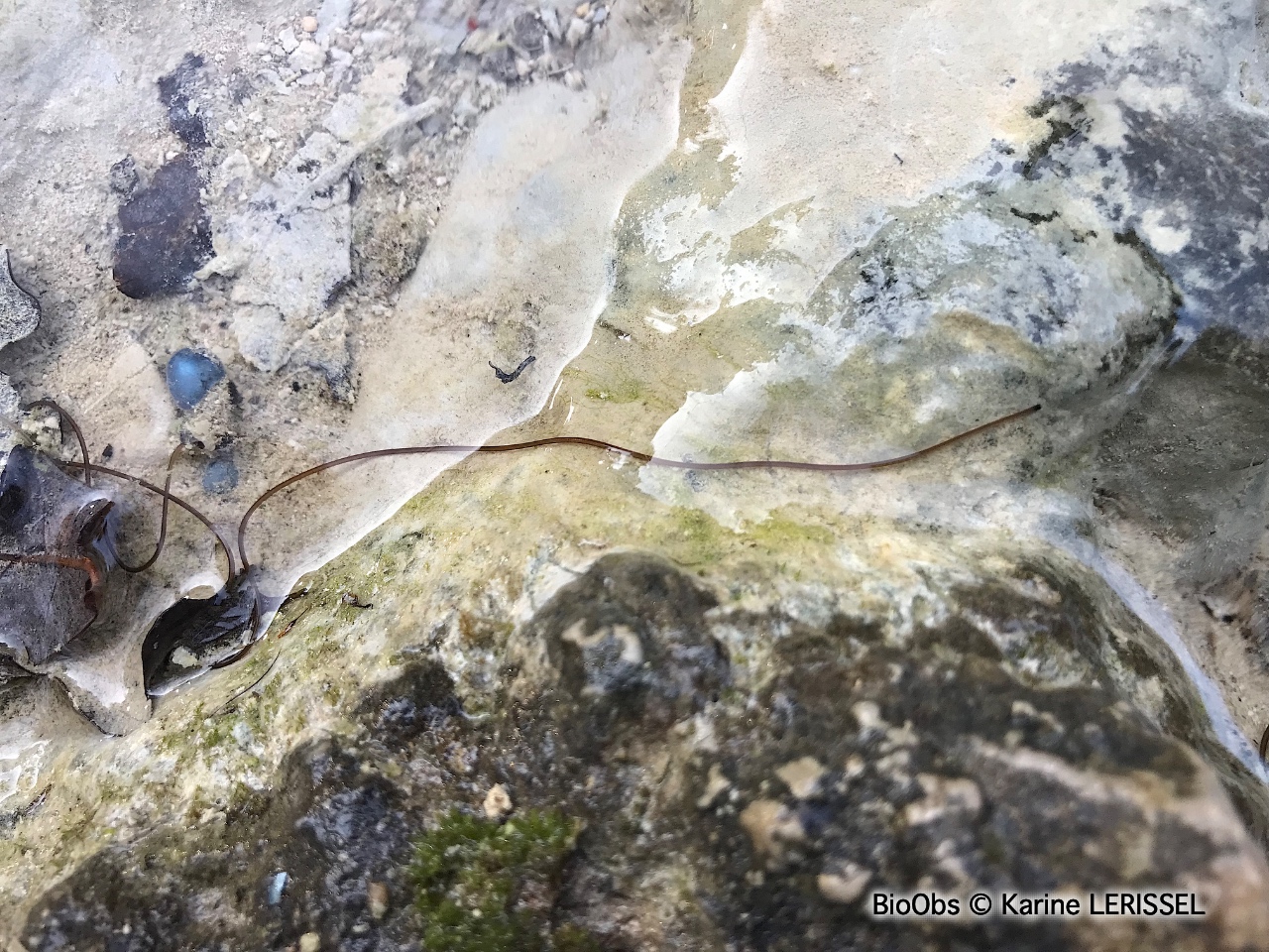 Nématomorphe (Ver gordien) - Gordiidae - Karine LERISSEL - BioObs