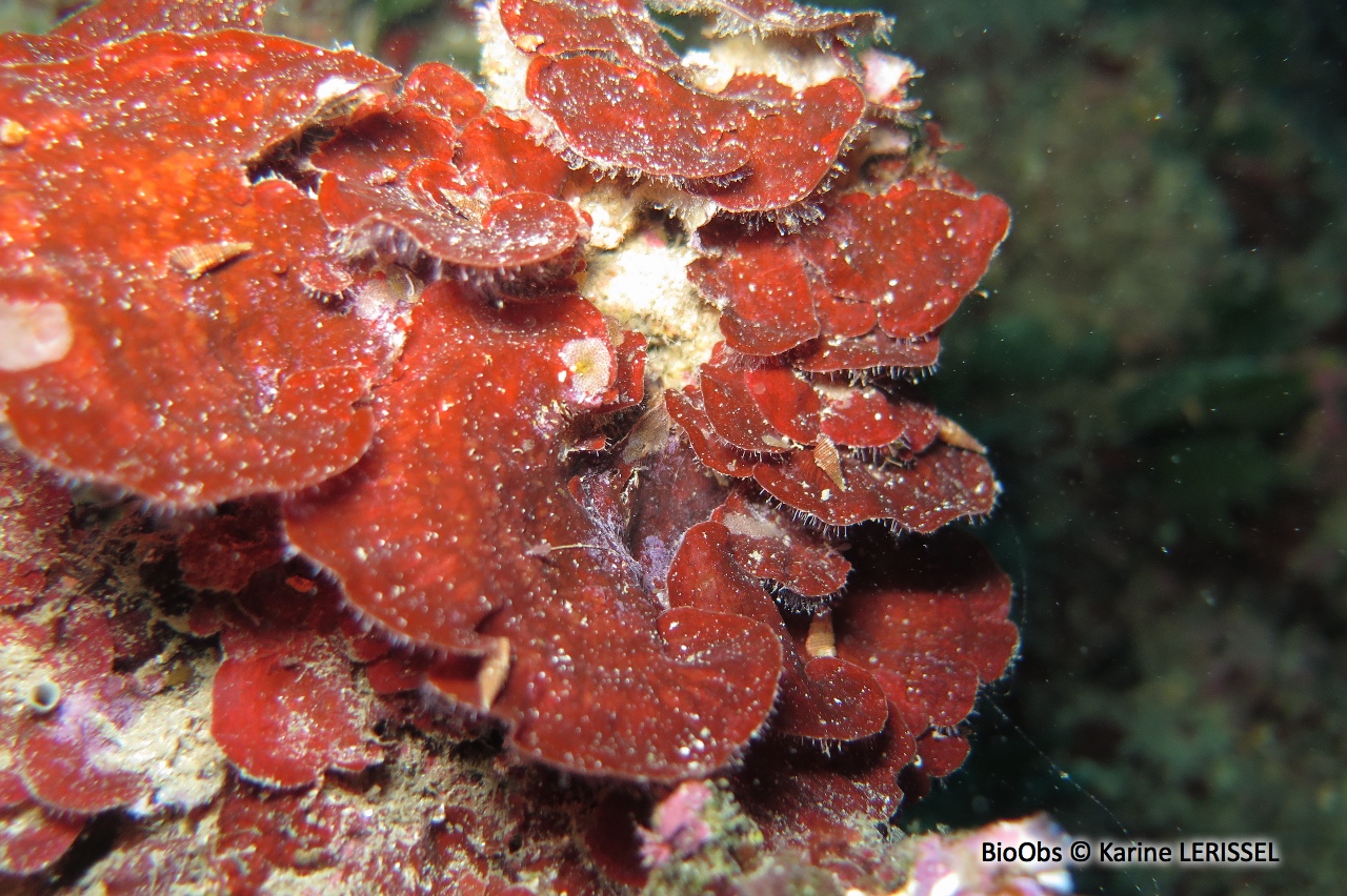 Peyssonnele écailleuse - Peyssonnelia squamaria - Karine LERISSEL - BioObs