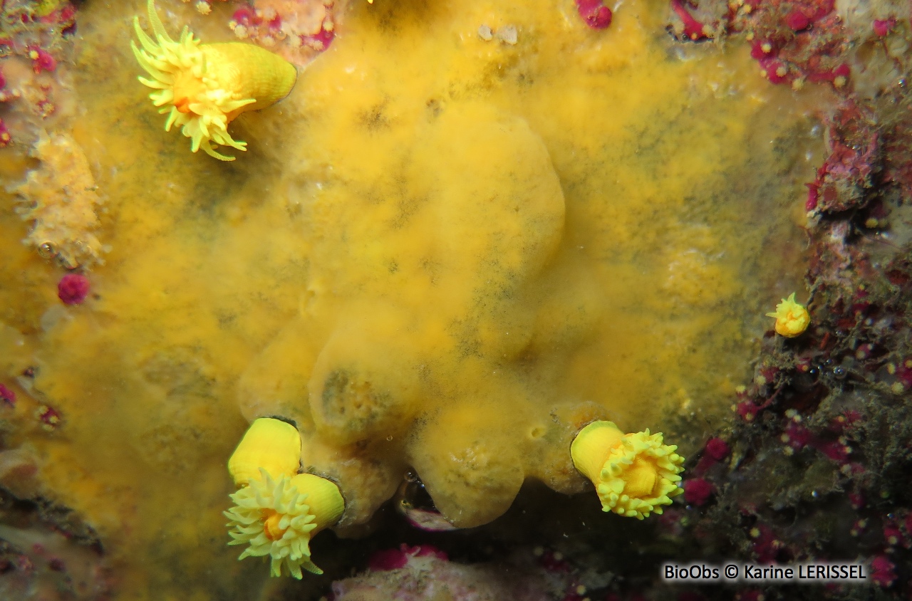 Clathria jaune à mamelons - Clathria (Clathria) compressa - Karine LERISSEL - BioObs