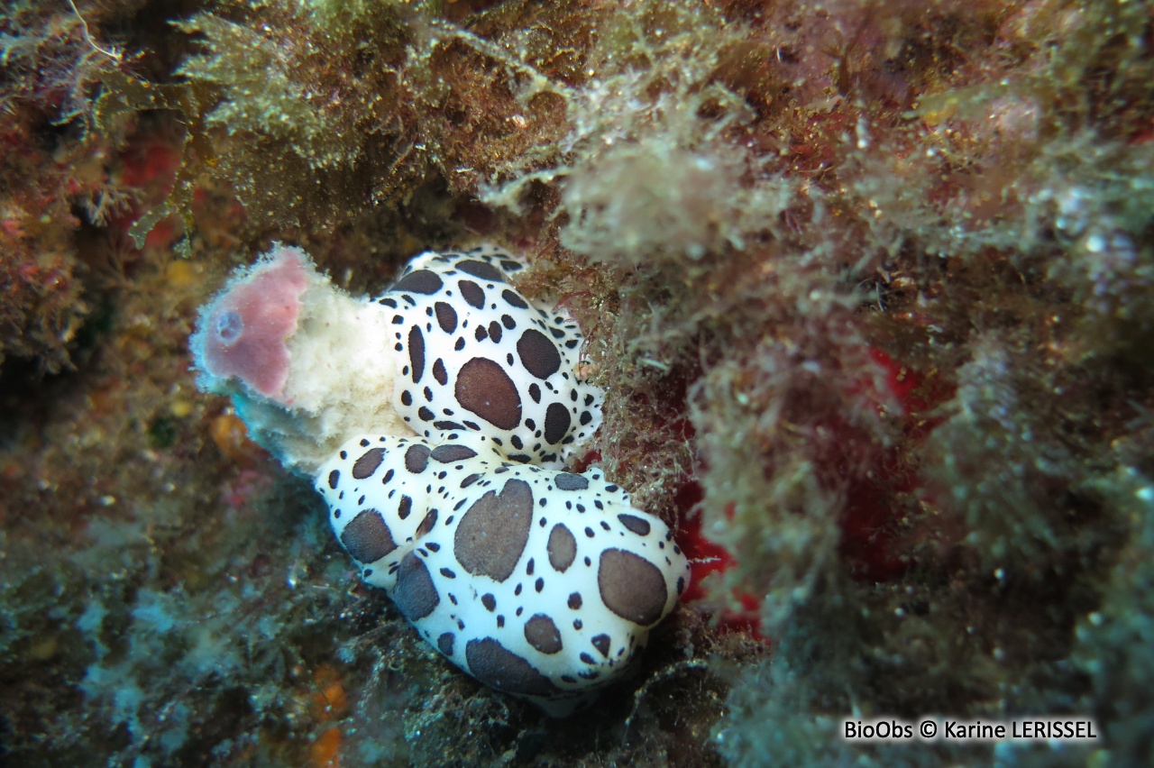Doris dalmatien - Peltodoris atromaculata - Karine LERISSEL - BioObs