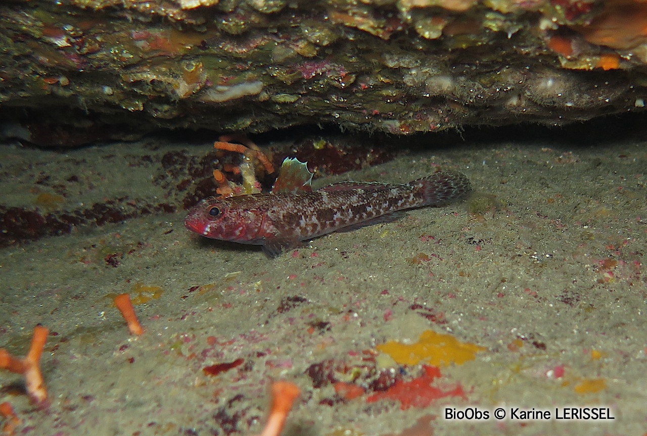 Gobie à bouche rouge - Gobius cruentatus - Karine LERISSEL - BioObs