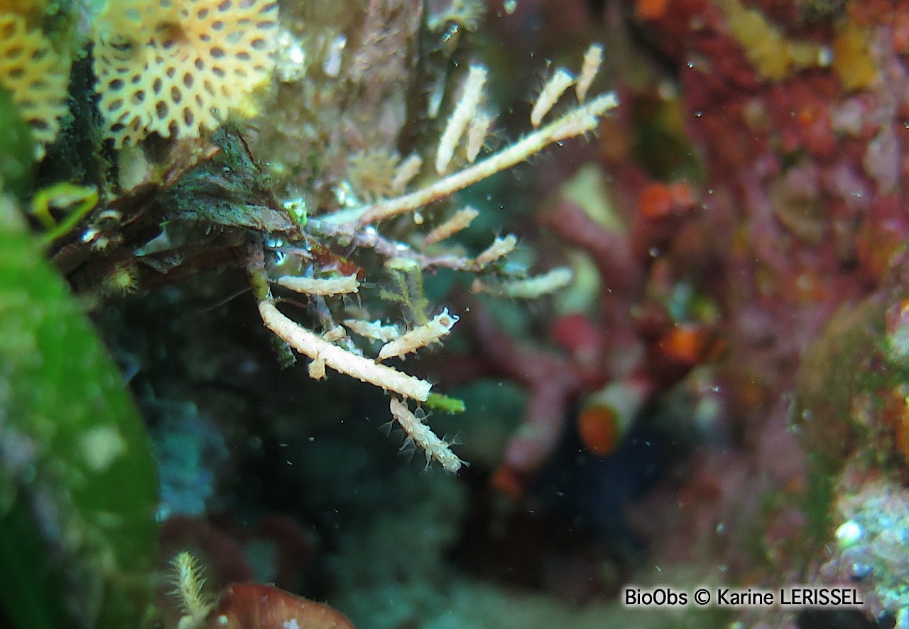 Bryozoaire cactus-cierge - Margaretta cereoides - Karine LERISSEL - BioObs
