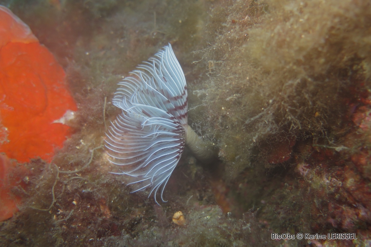 Bispire - Bispira volutacornis - Karine LERISSEL - BioObs