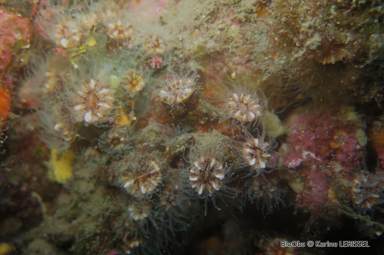 Madrépore coupe - Polycyathus muellerae - Karine LERISSEL - BioObs