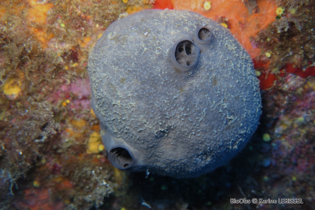 Ircinie sombre - Ircinia oros - Karine LERISSEL - BioObs