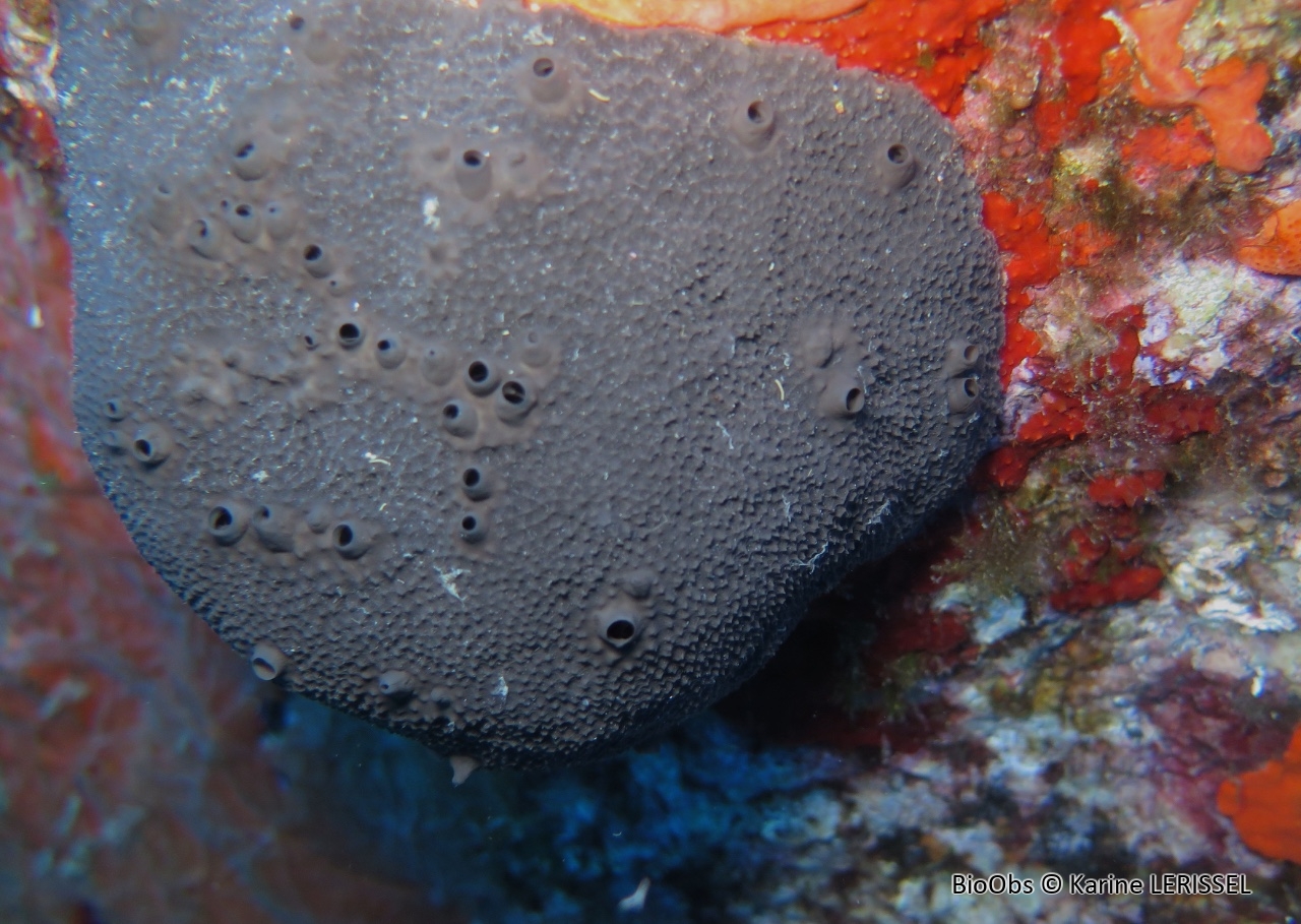 Ircinie noire épineuse - Sarcotragus spinosulus - Karine LERISSEL - BioObs