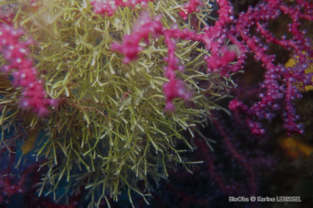 Cellaire salicorne - Cellaria salicornioides - Karine LERISSEL - BioObs