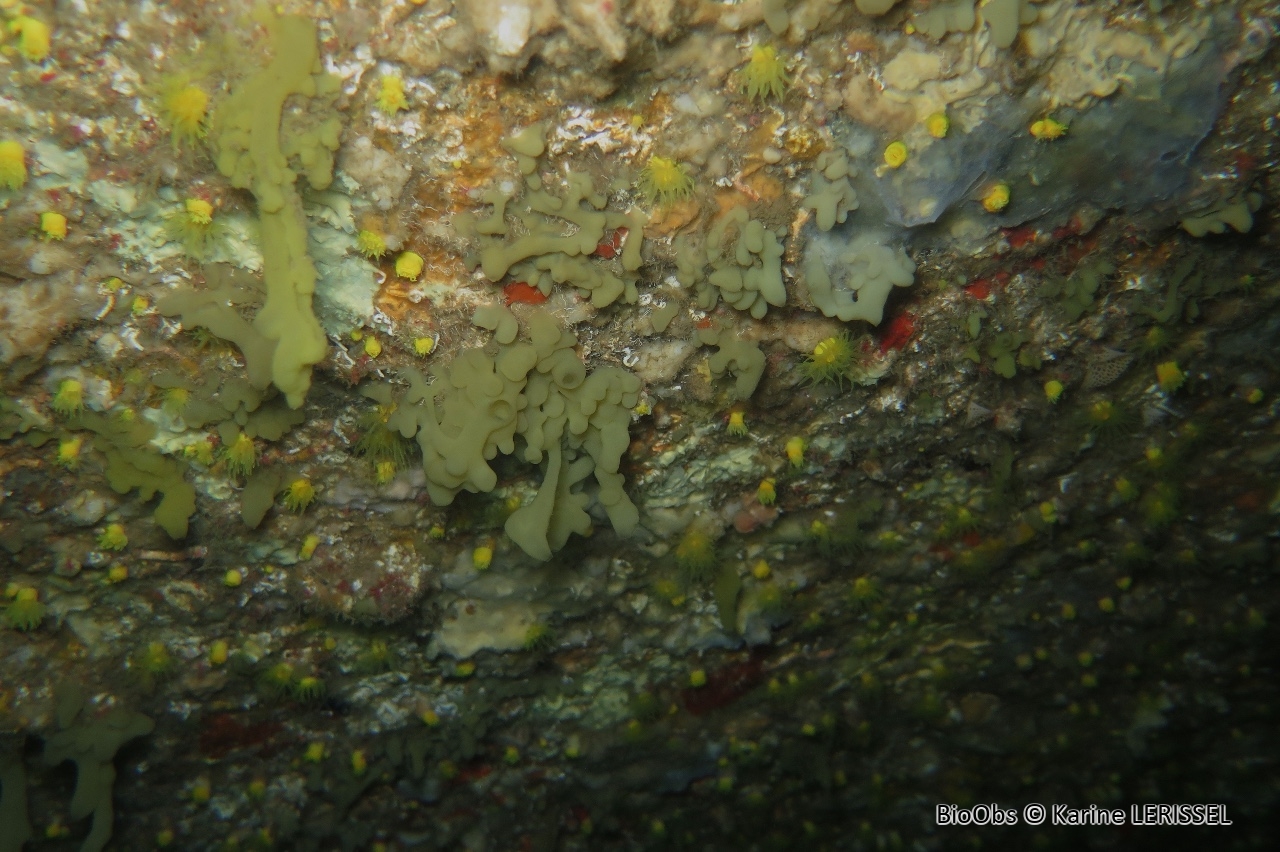 Oscarelle jaune-verdâtre - Oscarella tuberculata - Karine LERISSEL - BioObs