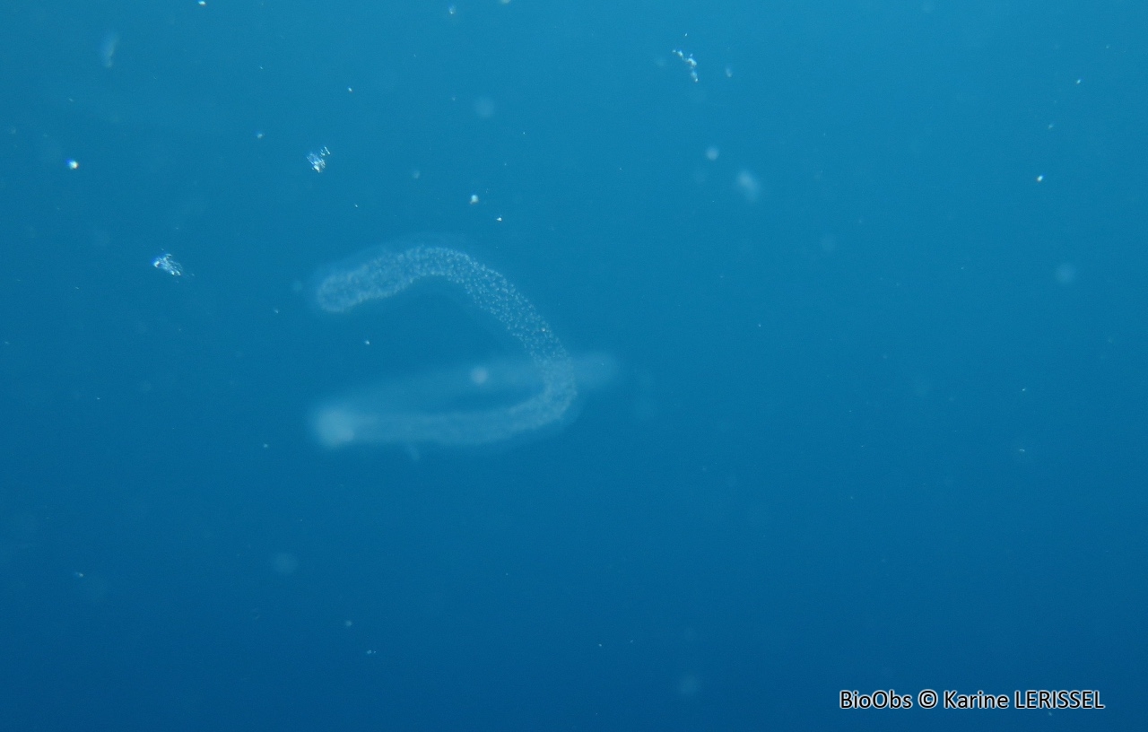 P'tit gluant - Collophidium / Collozoum inerme - Karine LERISSEL - BioObs