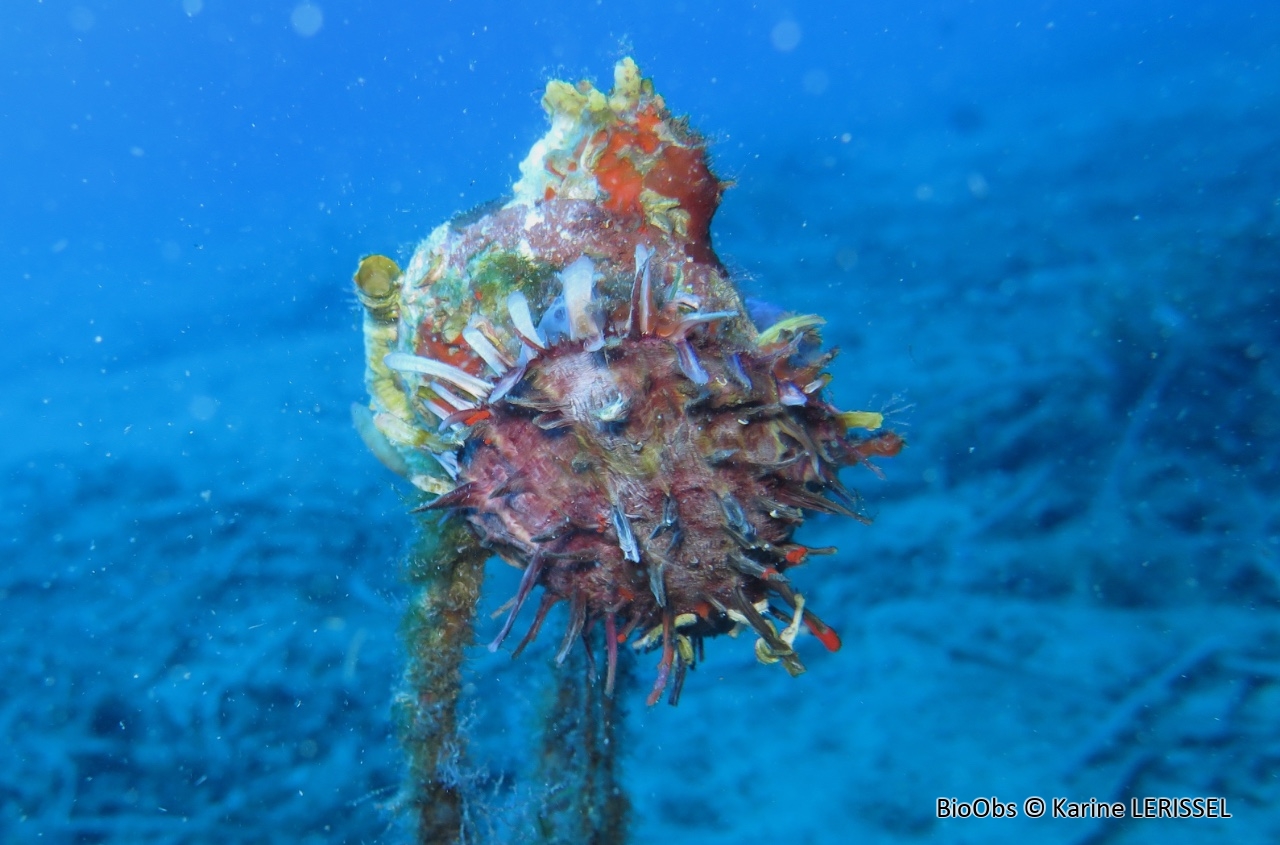Spondyle pied-d'âne - Spondylus gaederopus - Karine LERISSEL - BioObs