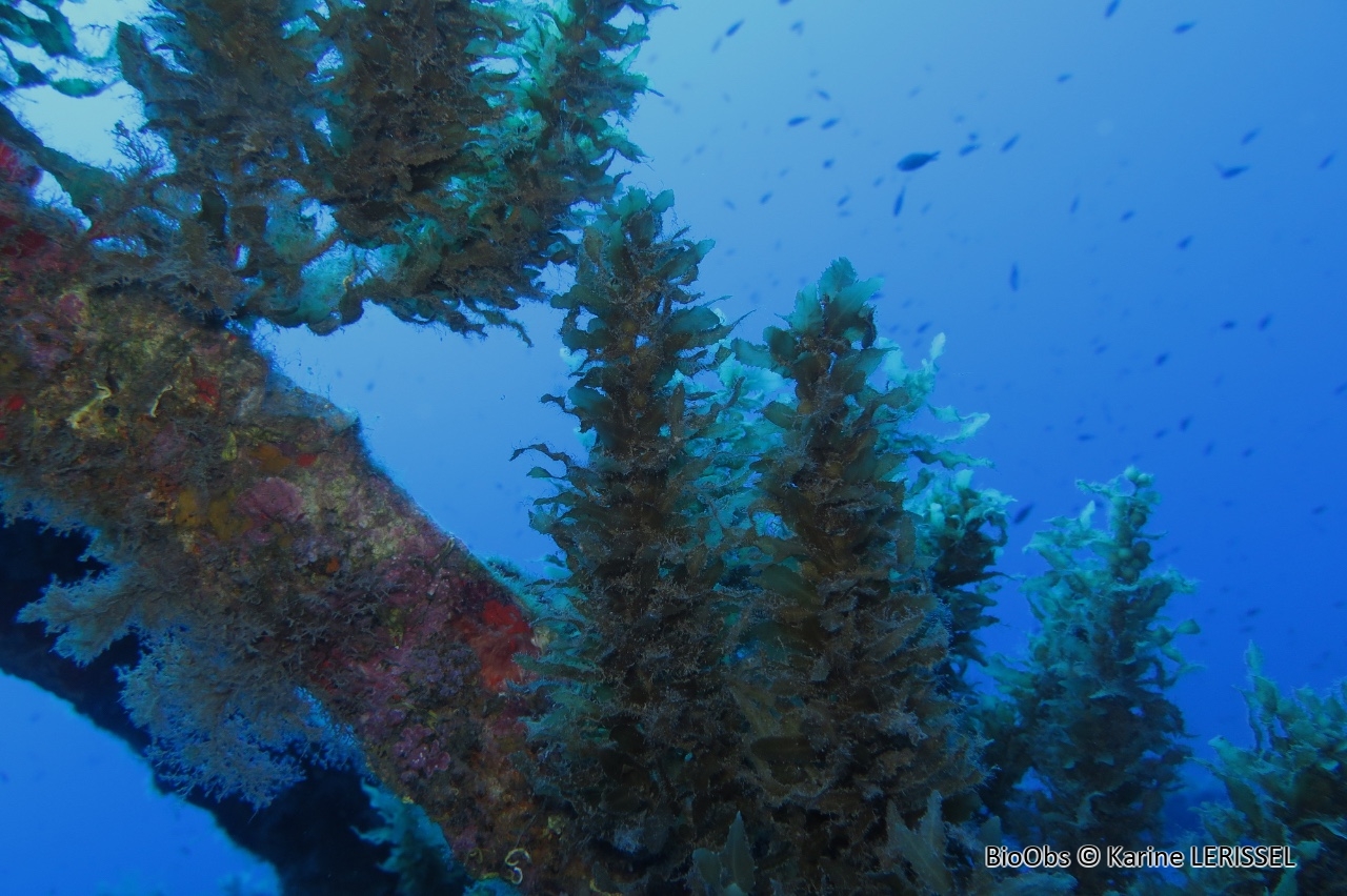 Sargasse  crêpée - Sargassum hornschuchii - Karine LERISSEL - BioObs