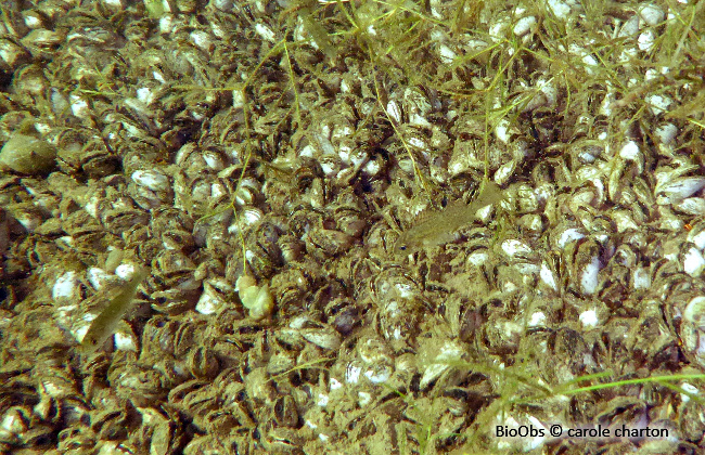 Moule zébrée - Dreissena polymorpha - carole charton - BioObs