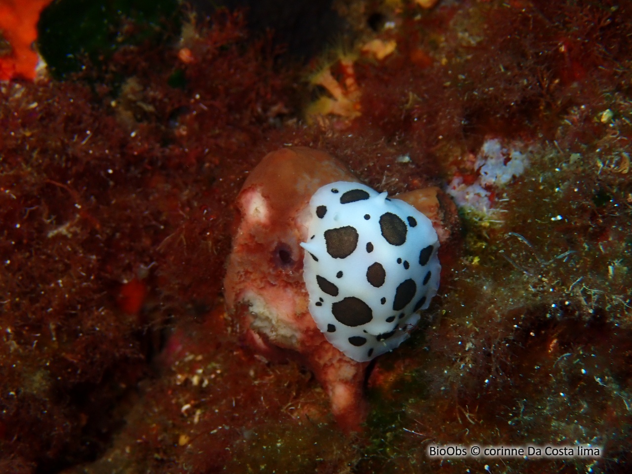 Doris dalmatien - Peltodoris atromaculata - corinne Da Costa lima - BioObs