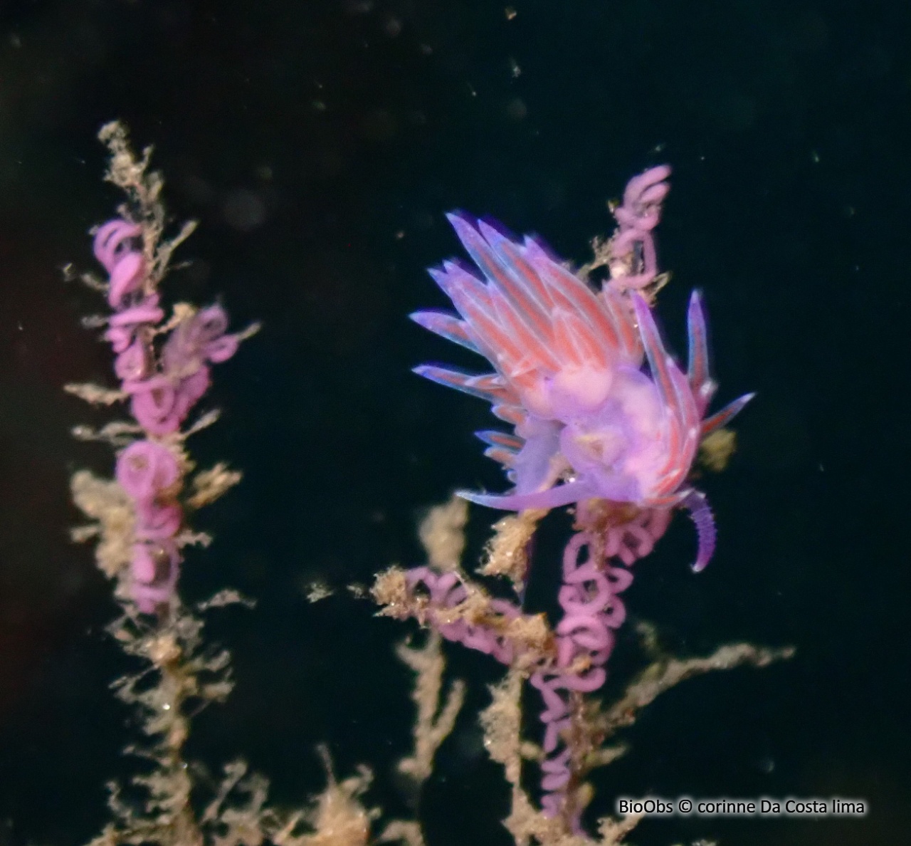 Flabelline mauve ponte - Flabellina - corinne Da Costa lima - BioObs