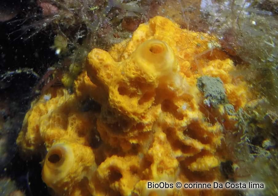 Dictyonelle à crêtes - Dictyonella incisa - corinne Da Costa lima - BioObs