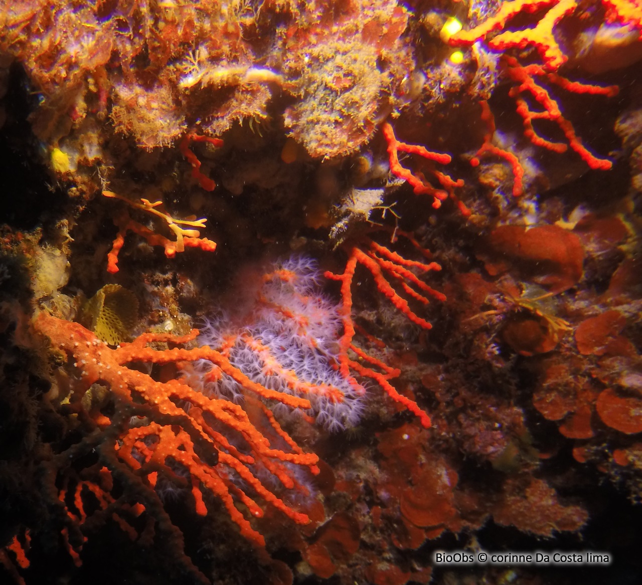 Corail rouge - Corallium rubrum - corinne Da Costa lima - BioObs