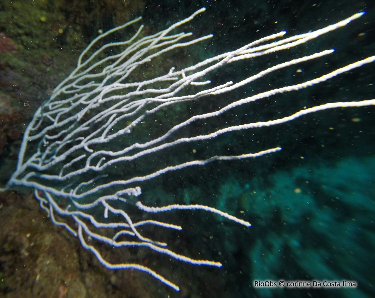 Gorgone blanche - Eunicella singularis - corinne Da Costa lima - BioObs