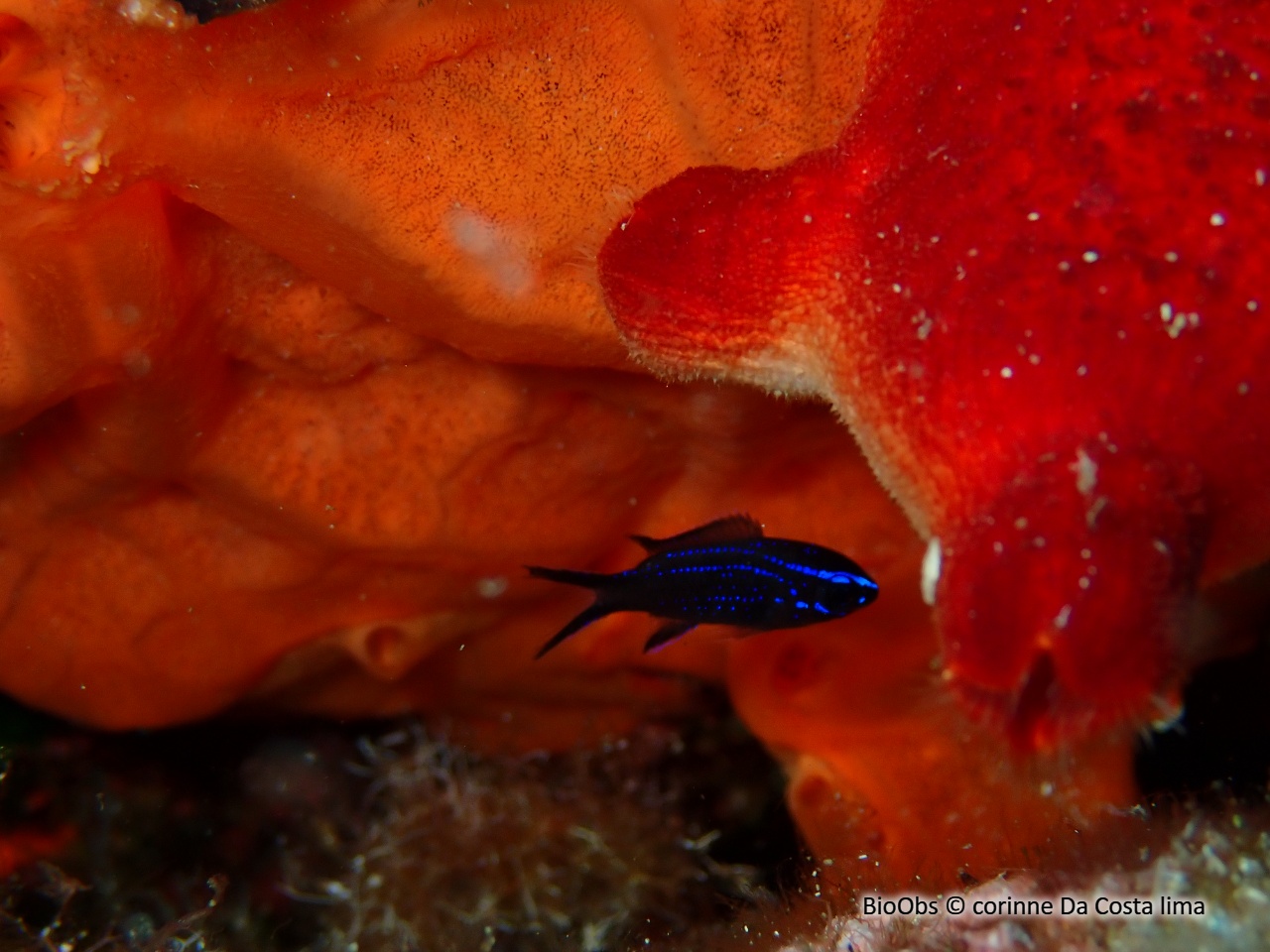 Castagnole - Chromis chromis - corinne Da Costa lima - BioObs