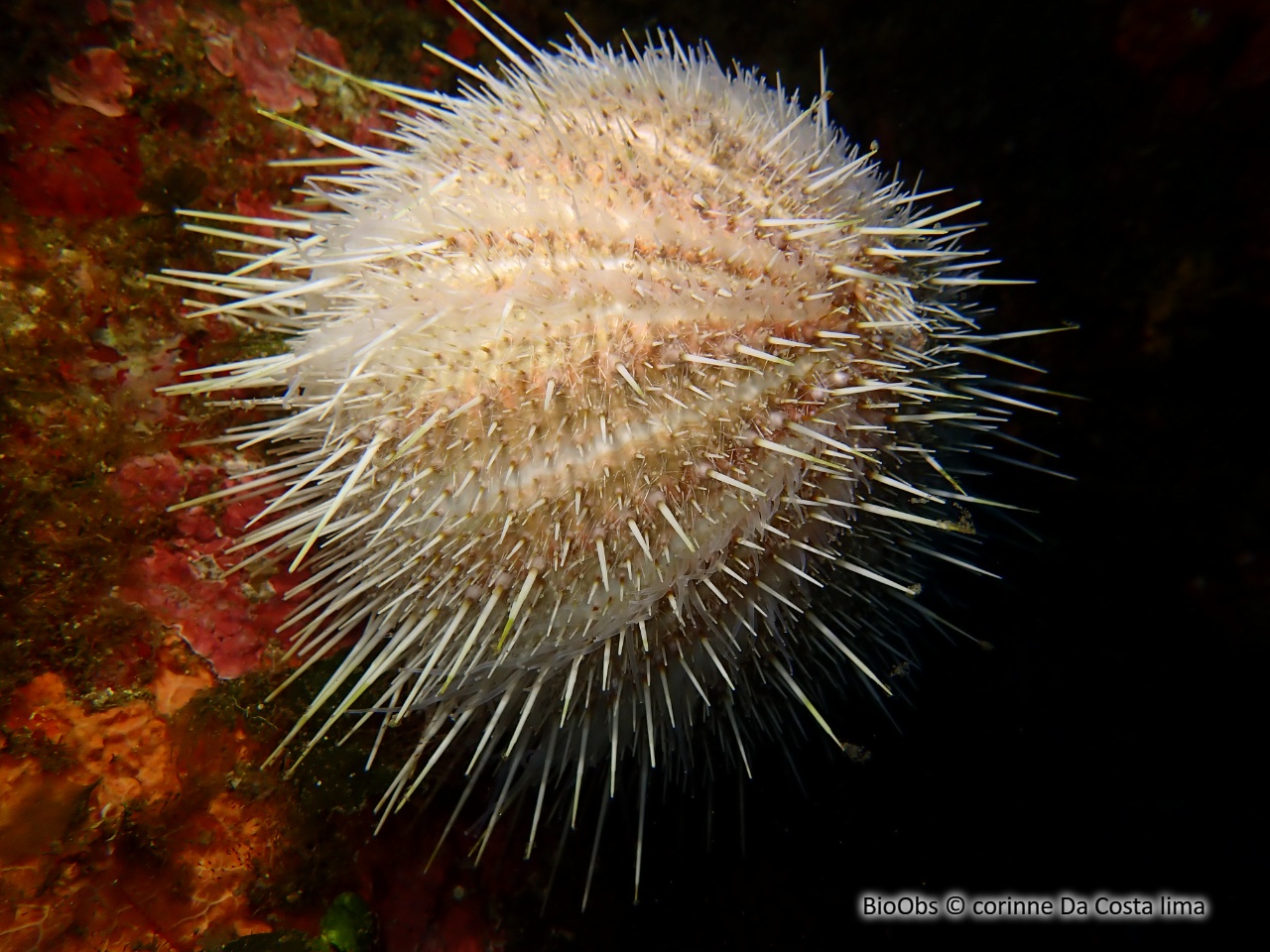 Oursin melon - Echinus melo - corinne Da Costa lima - BioObs