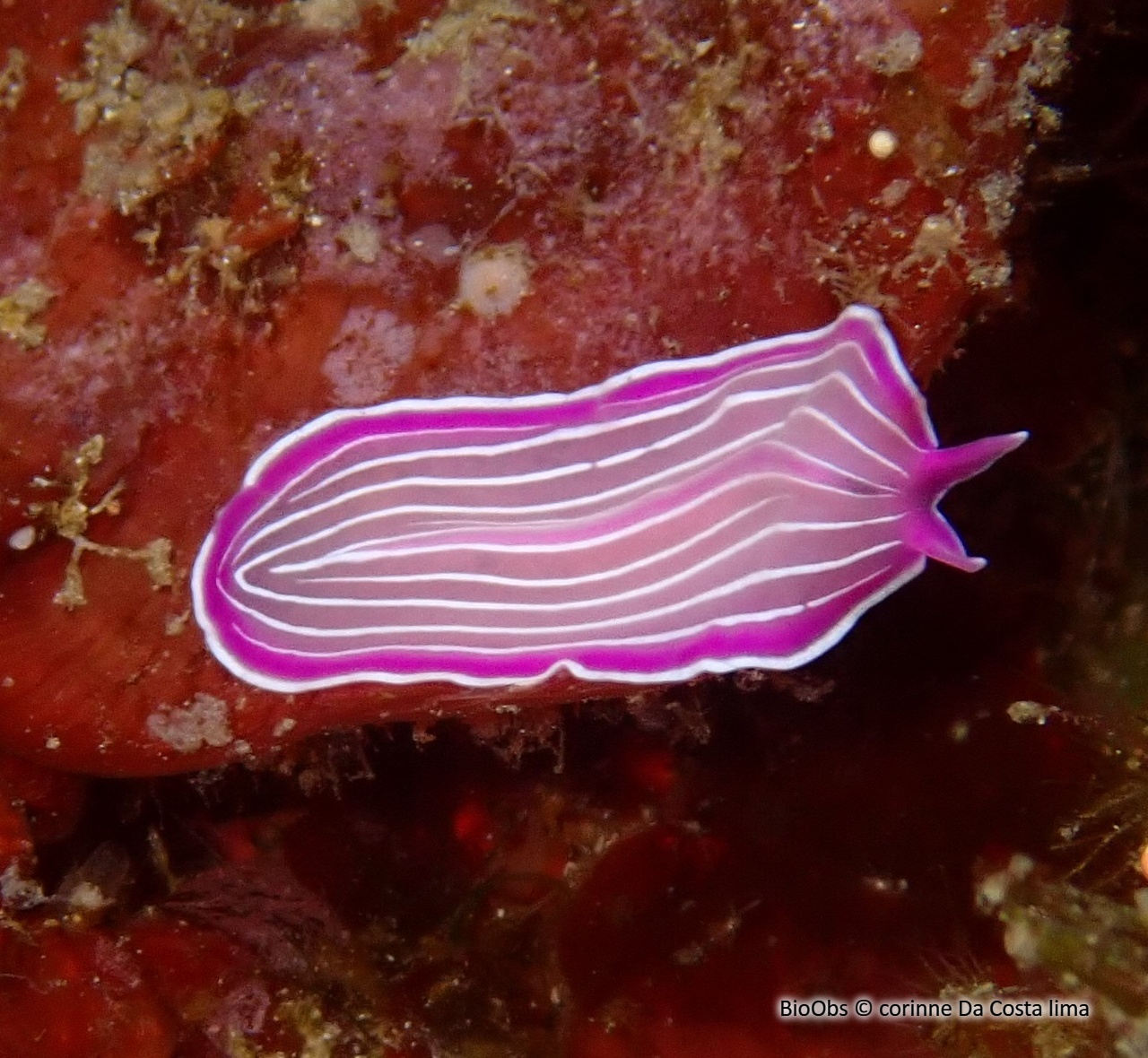 Ver plat rose de Méditerranée - Prostheceraeus roseus - corinne Da Costa lima - BioObs