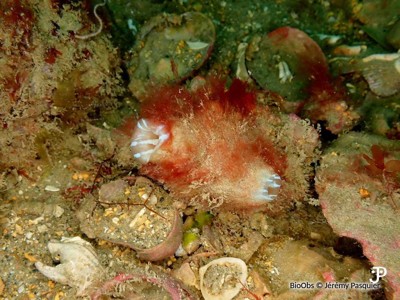 Polycarpe mamelonnée - Polycarpa mamillaris - Jérémy Pasquier - BioObs