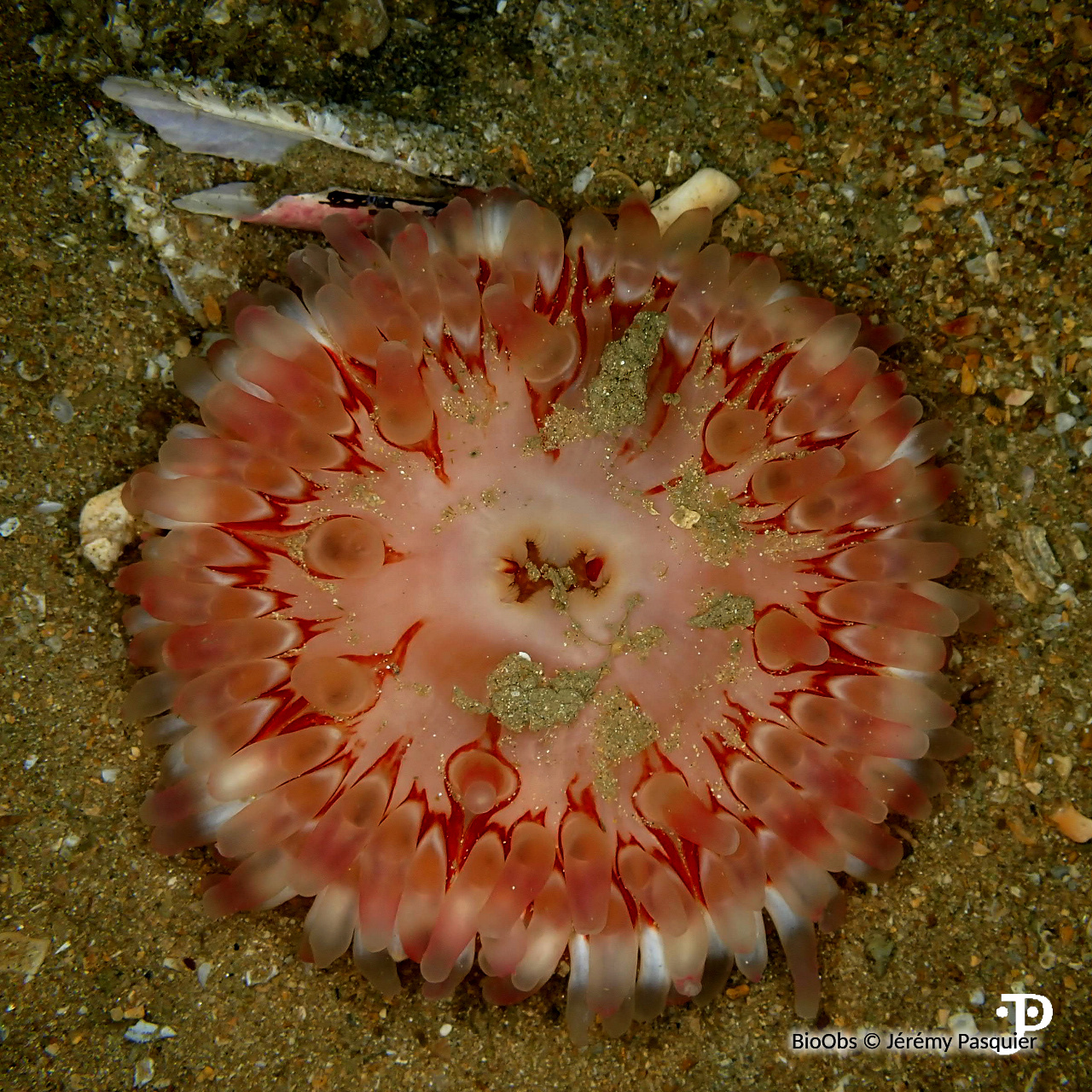 Dahlia de mer - Urticina felina - Jérémy Pasquier - BioObs