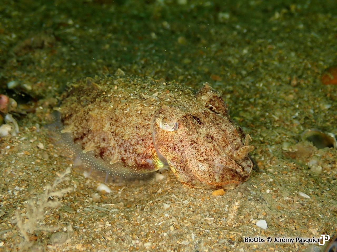 Seiche commune - Sepia officinalis - Jérémy Pasquier - BioObs