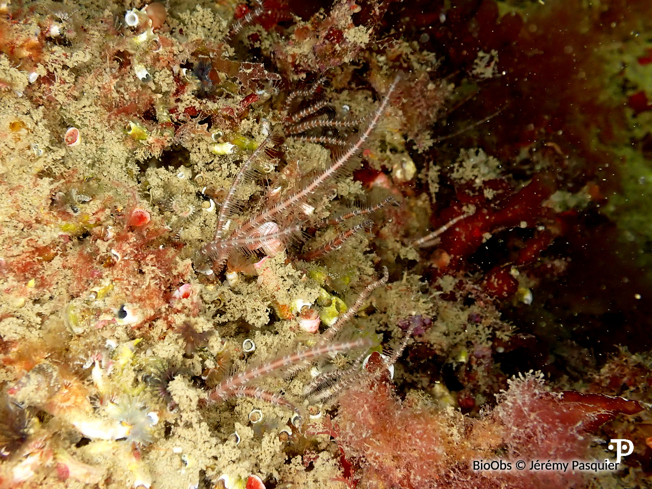 Ophiure araignée - Ophiopsila aranea - Jérémy Pasquier - BioObs