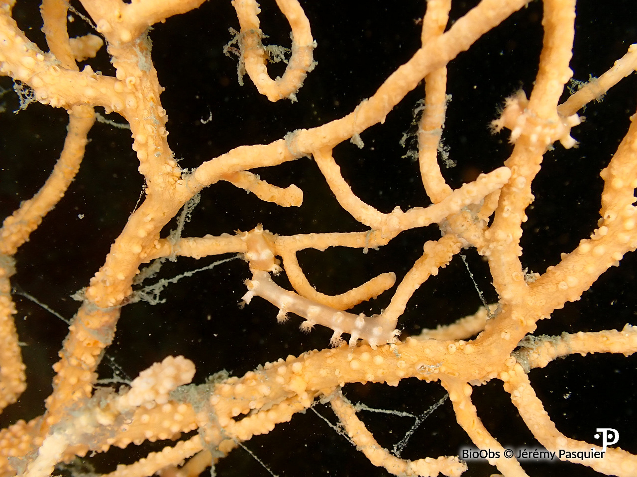 Tritonie des gorgones - Duvaucelia odhneri - Jérémy Pasquier - BioObs