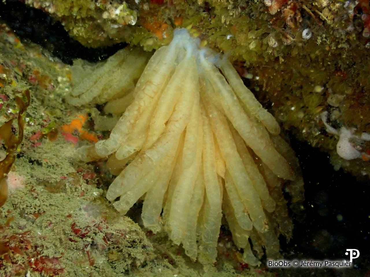 Calmar ponte - Loligo - Jérémy Pasquier - BioObs