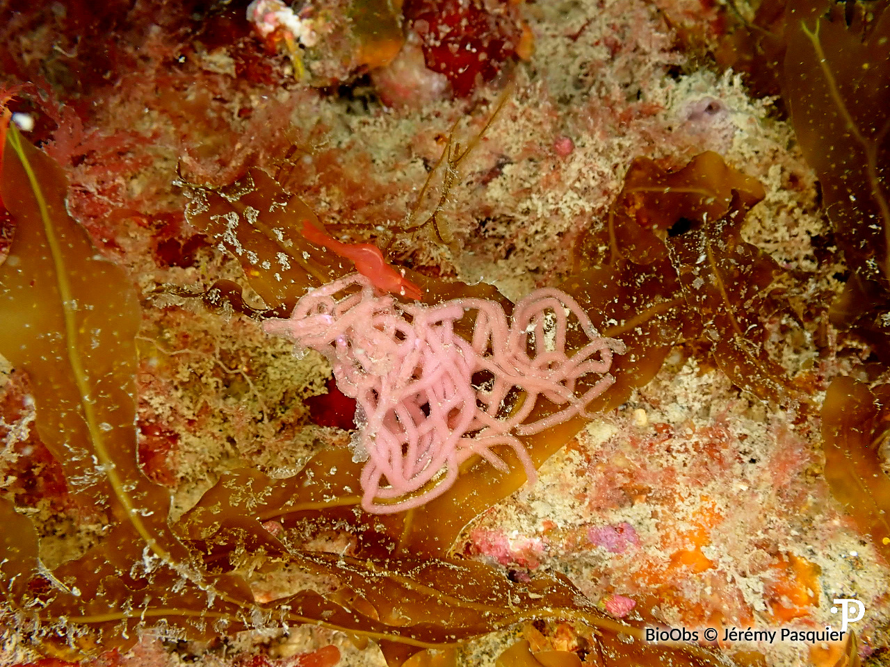 Lièvre de mer moucheté ponte - Aplysia - Jérémy Pasquier - BioObs