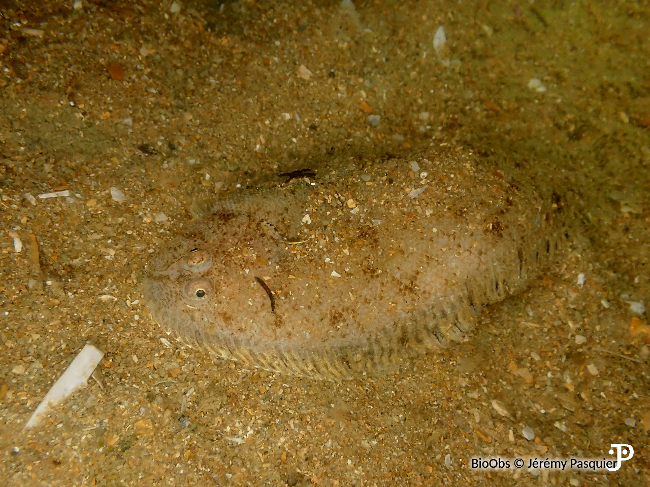 Sangsue des soles - Hemibdella solea - Jérémy Pasquier - BioObs