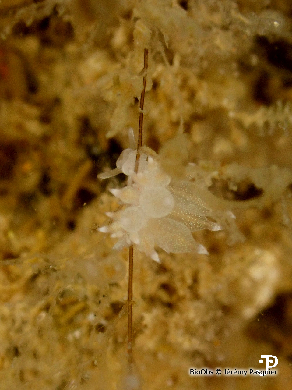 Eolis de verre - Amphorina linensis - Jérémy Pasquier - BioObs