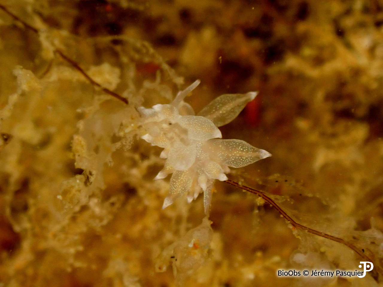 Eolis de verre - Amphorina linensis - Jérémy Pasquier - BioObs